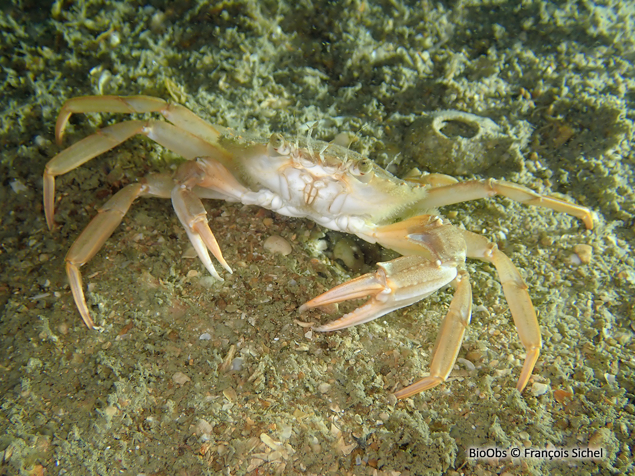 Etrille à pattes bleues - Liocarcinus depurator - François Sichel - BioObs