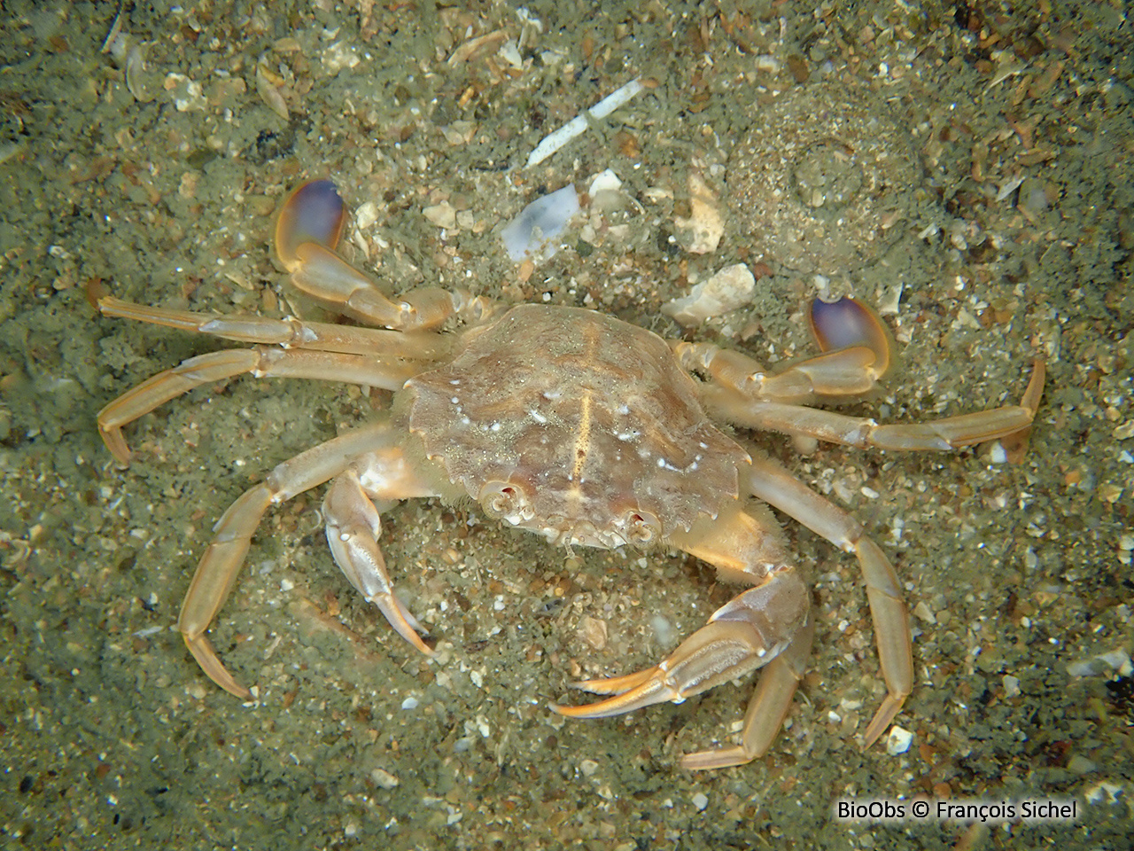 Etrille à pattes bleues - Liocarcinus depurator - François Sichel - BioObs