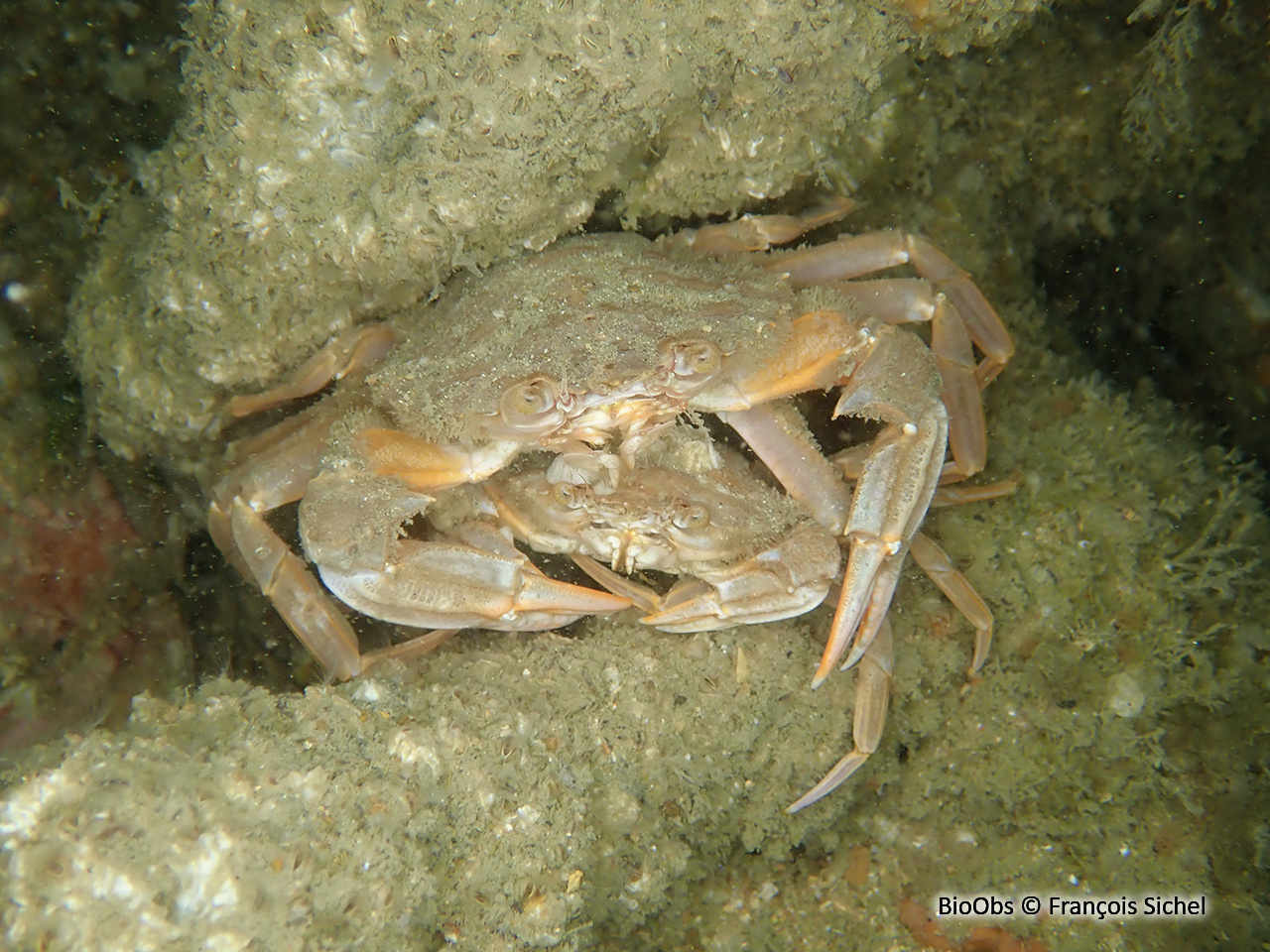 Etrille à pattes bleues - Liocarcinus depurator - François Sichel - BioObs