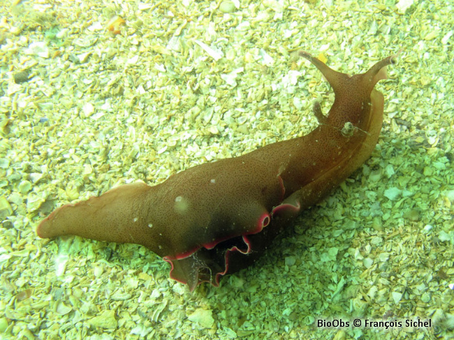 Lièvre de mer moucheté - Aplysia punctata - François Sichel - BioObs