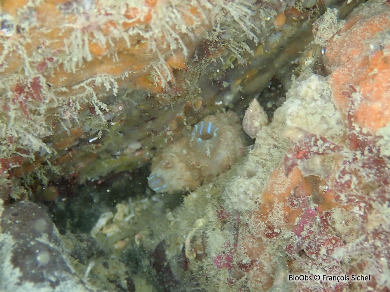 Polycarpe fruitière - Polycarpa pomaria - François Sichel - BioObs