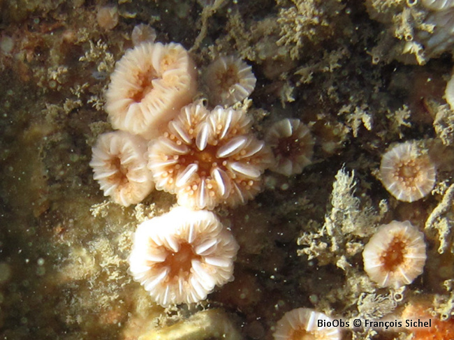 Corail nain - Hoplangia durotrix - François Sichel - BioObs