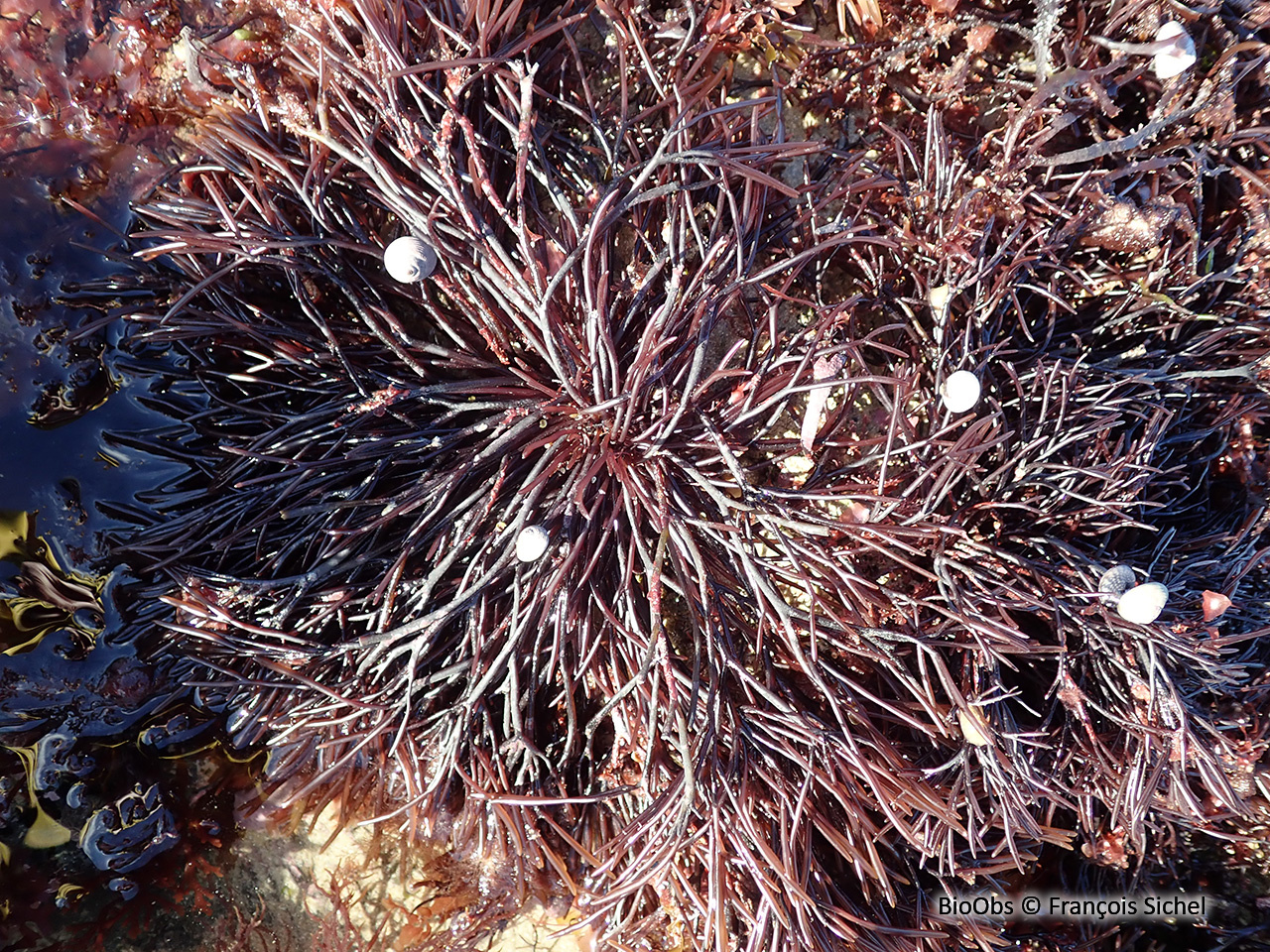 Algue lombric - Furcellaria lumbricalis - François Sichel - BioObs