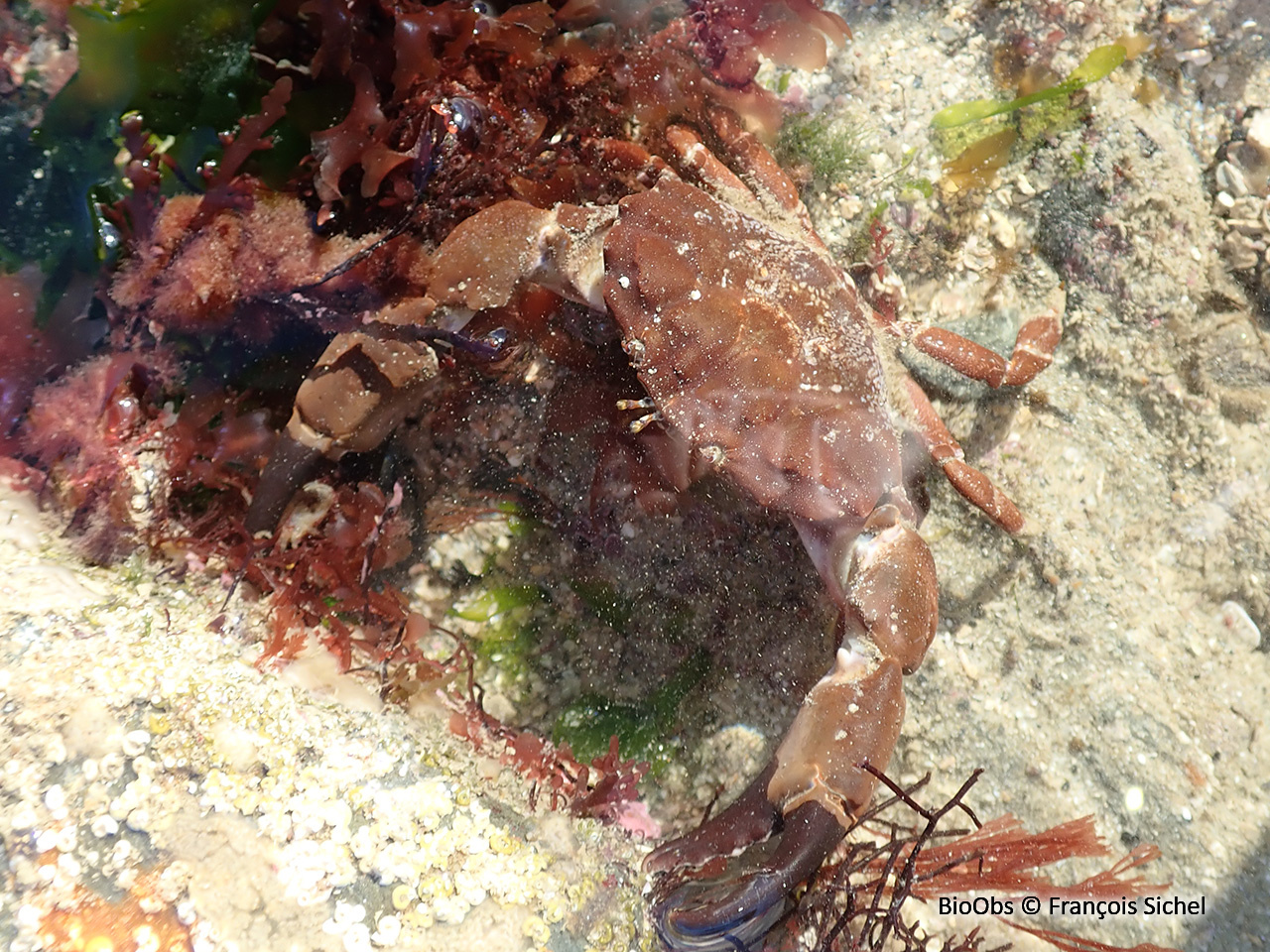 Crabe de pierre - Xantho hydrophilus - François Sichel - BioObs