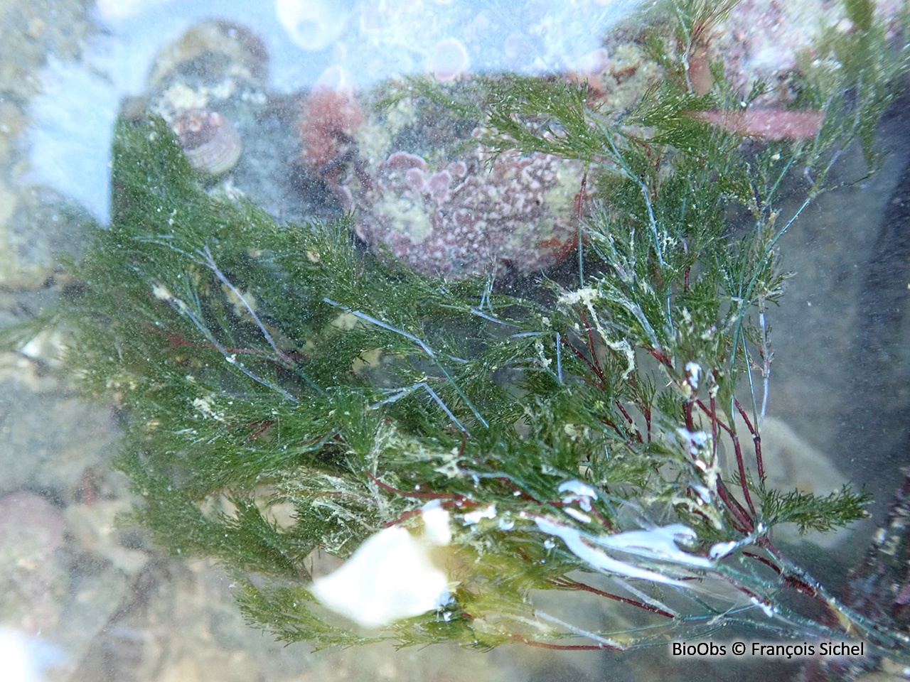 Cladophore des rochers - Cladophora rupestris - François Sichel - BioObs
