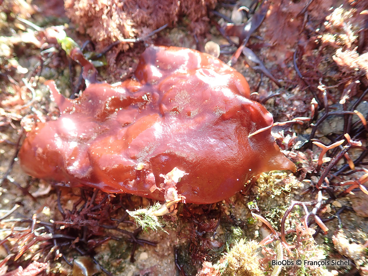 Steak de mer - Dilsea carnosa - François Sichel - BioObs