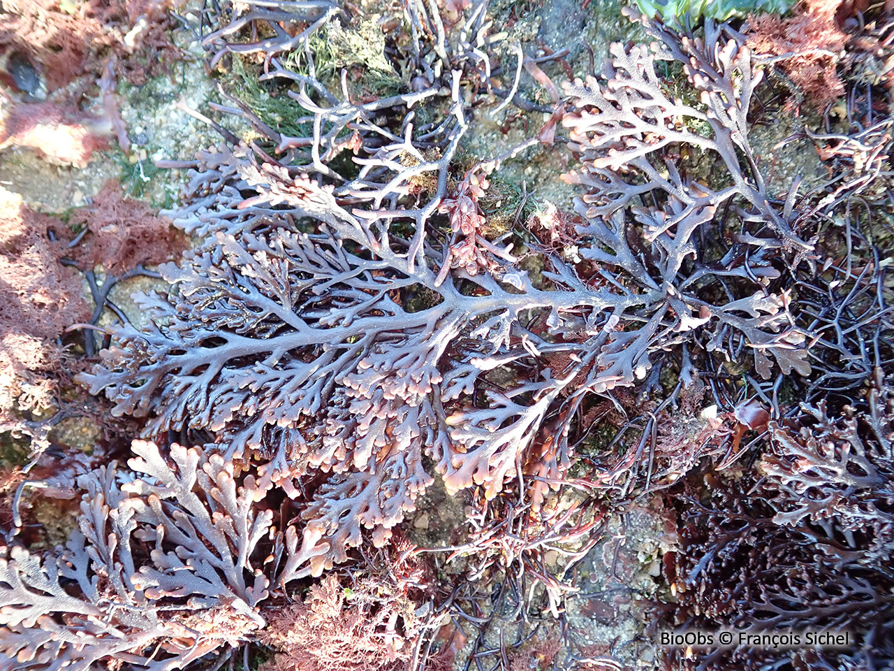 Dulse poivrée - Osmundea pinnatifida - François Sichel - BioObs