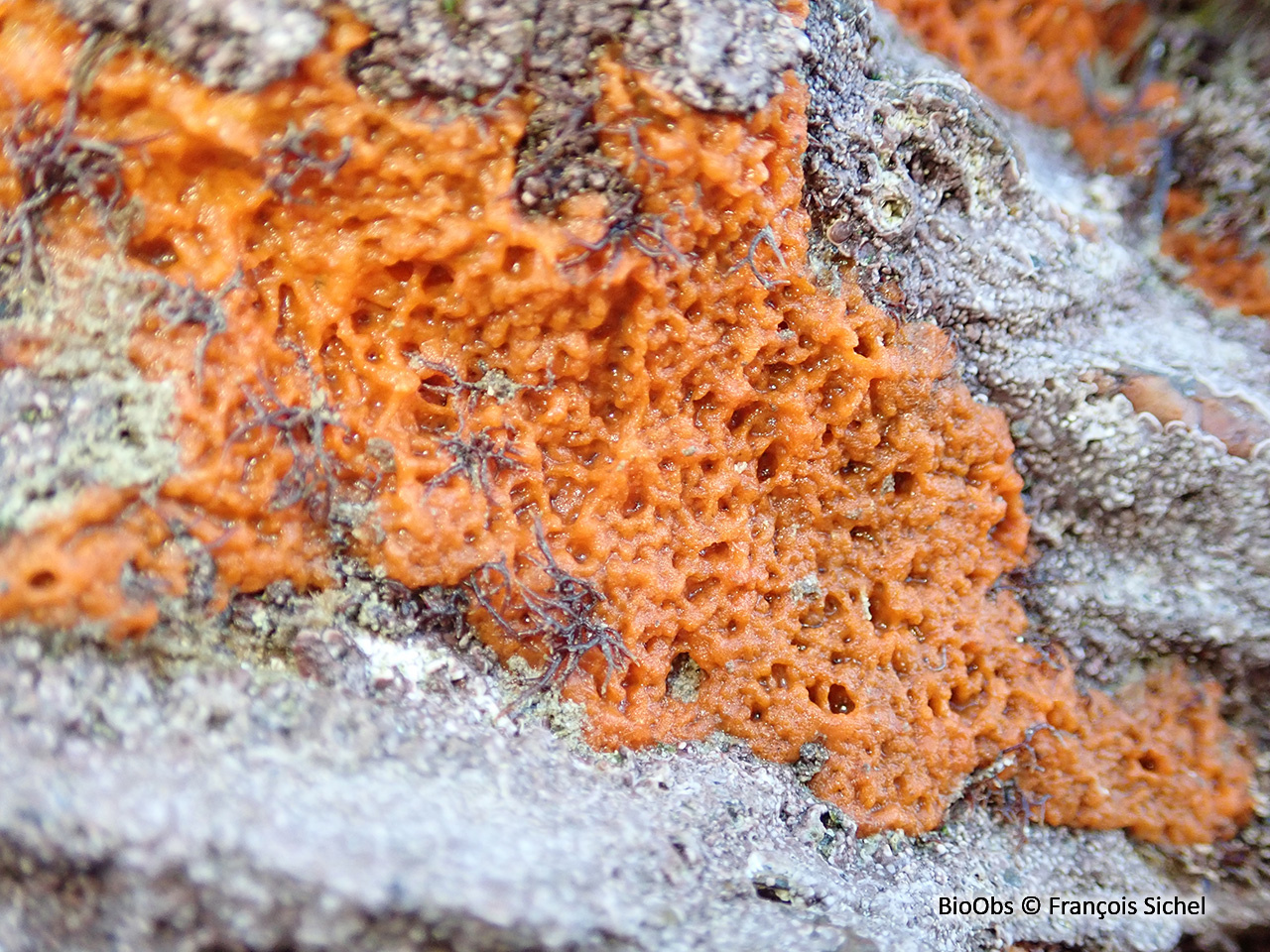 Eponge-miette de pain - Hymeniacidon perlevis - François Sichel - BioObs