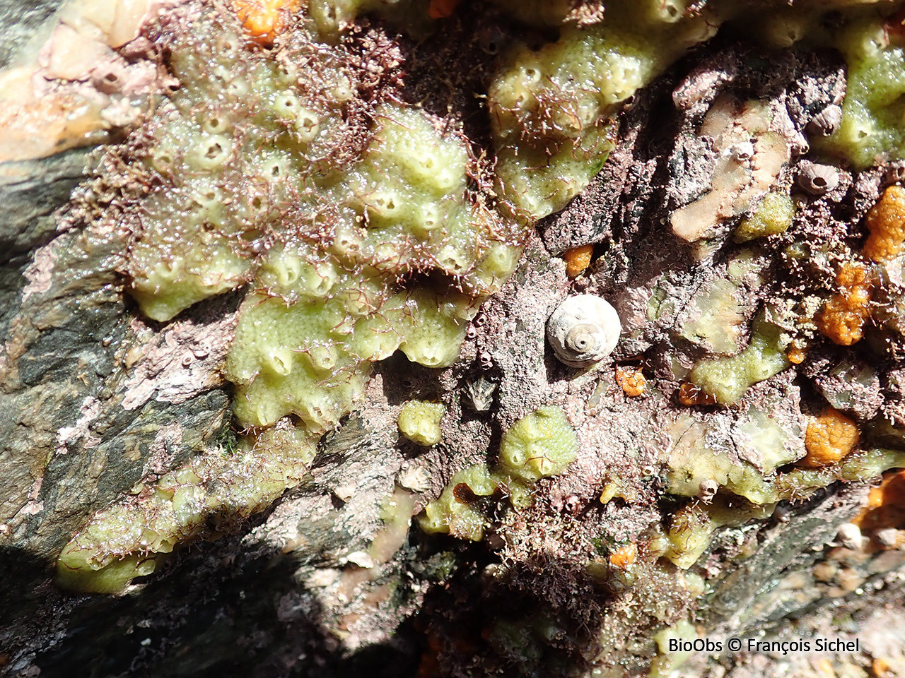 Eponge mie de pain - Halichondria (Halichondria) panicea - François Sichel - BioObs