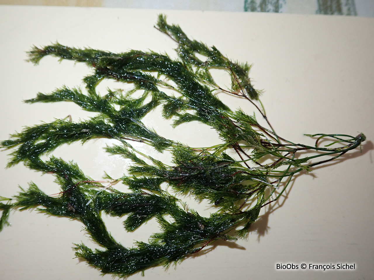 Cladophore des rochers - Cladophora rupestris - François Sichel - BioObs