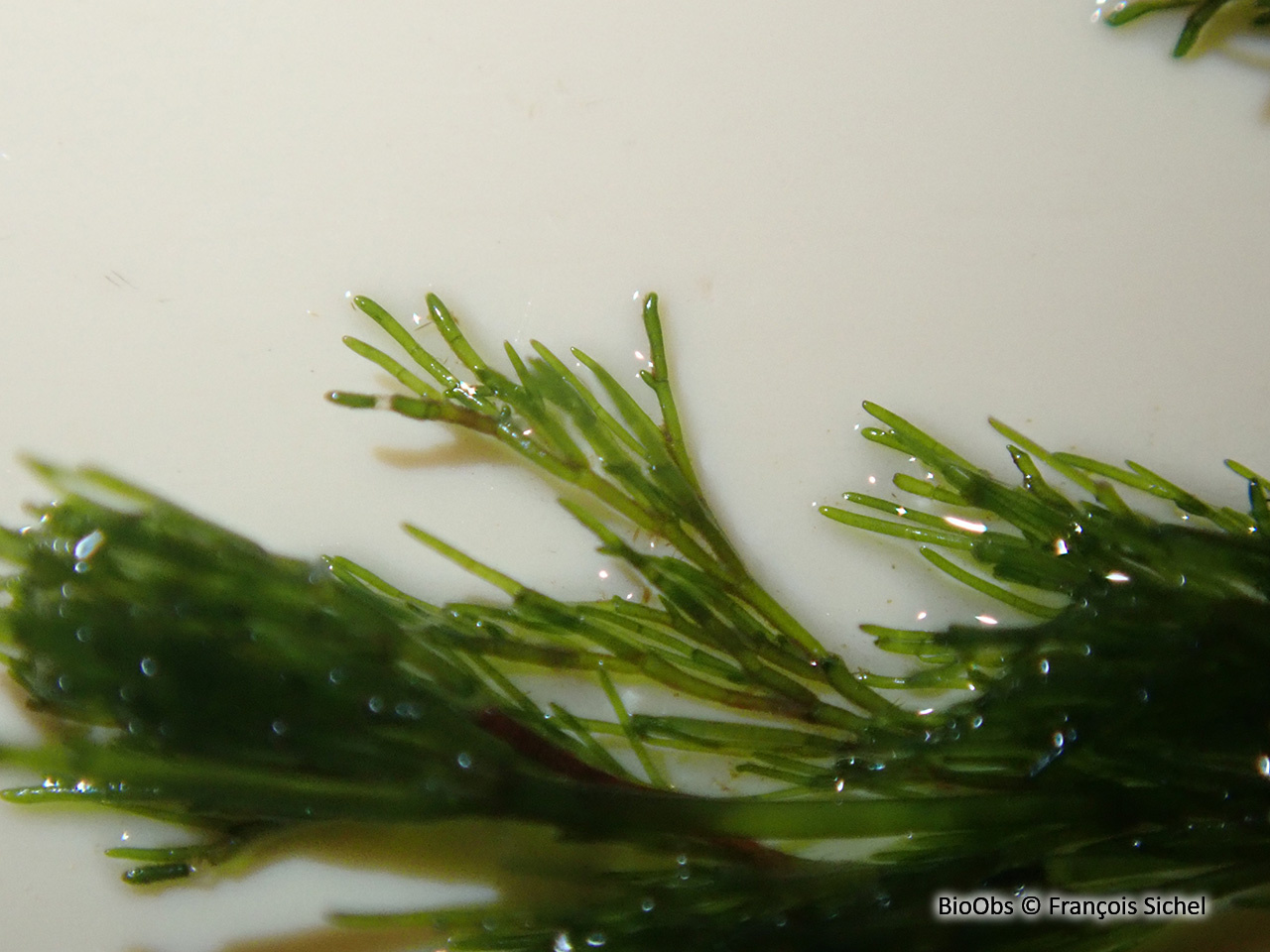 Cladophore des rochers - Cladophora rupestris - François Sichel - BioObs