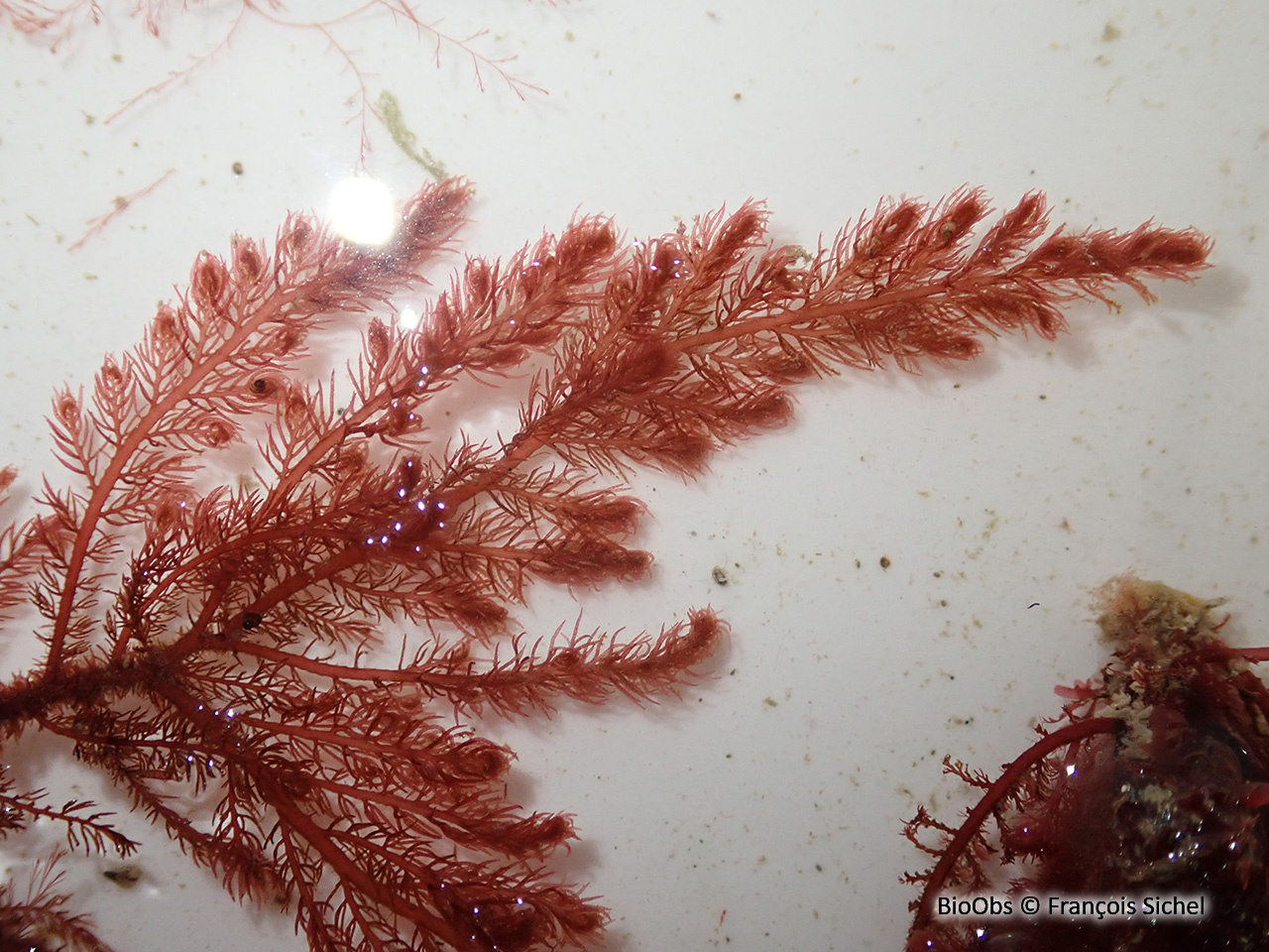 Hétérosiphonia plumeuse - Heterosiphonia plumosa - François Sichel - BioObs