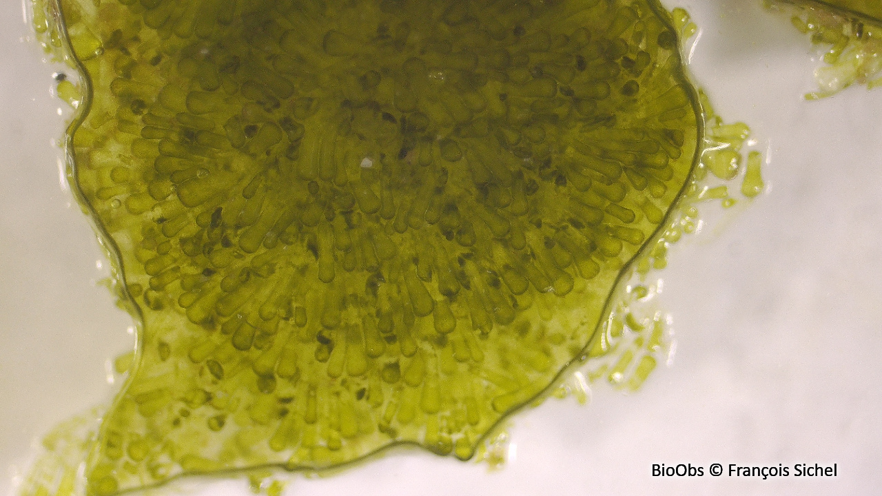 Codium tomenteux - Codium tomentosum - François Sichel - BioObs