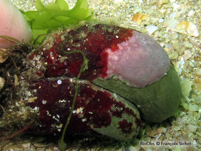 Algue velours rouge - Hildenbrandia rubra - François Sichel - BioObs