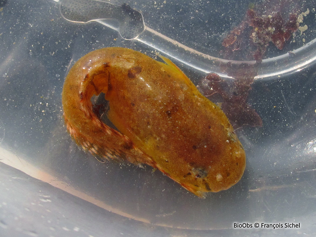 Petite limace de mer - Liparis montagui - François Sichel - BioObs