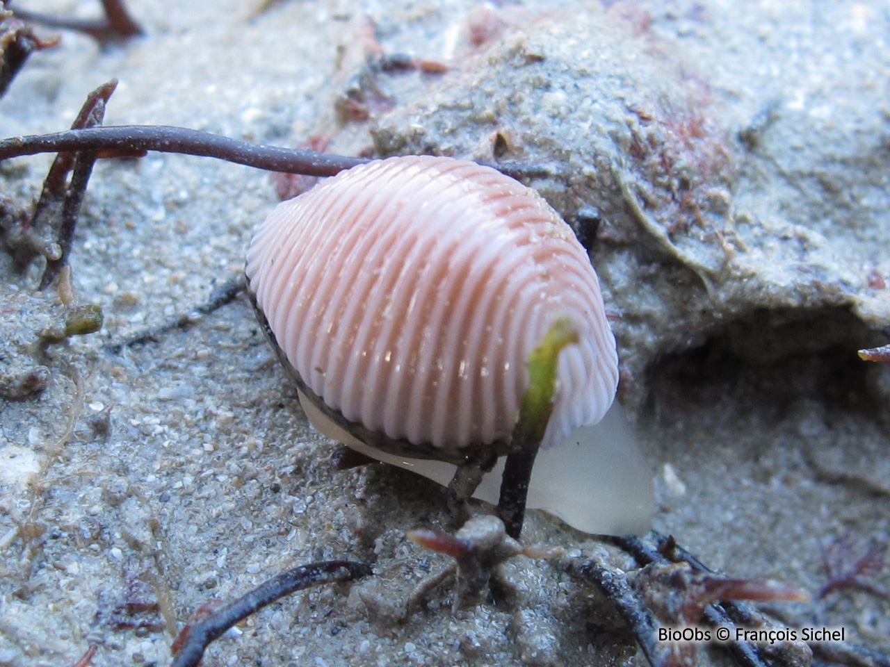 Grain de café - Trivia arctica - François Sichel - BioObs