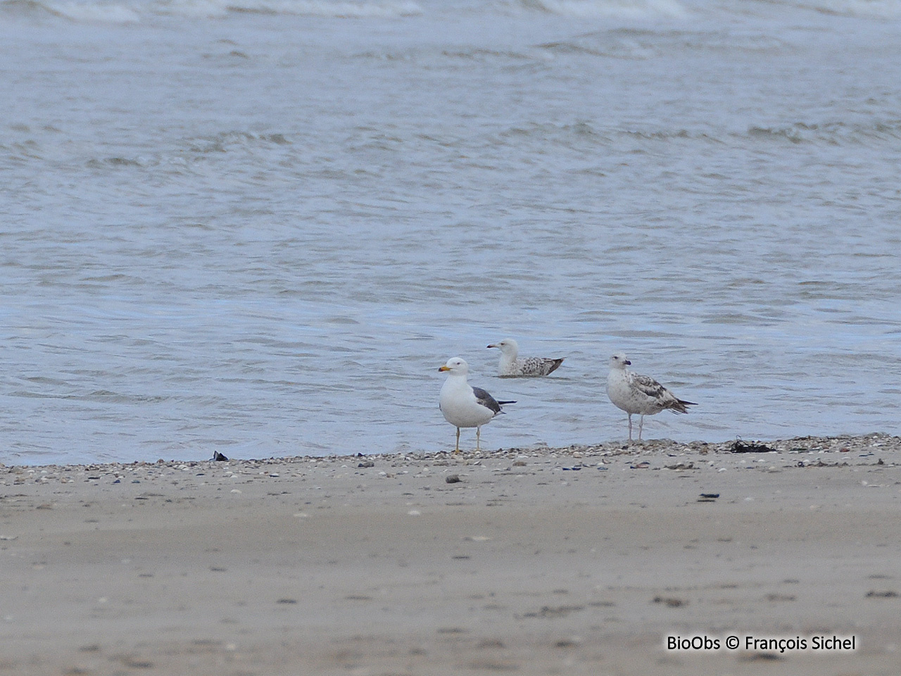 Goéland brun - Larus fuscus - François Sichel - BioObs