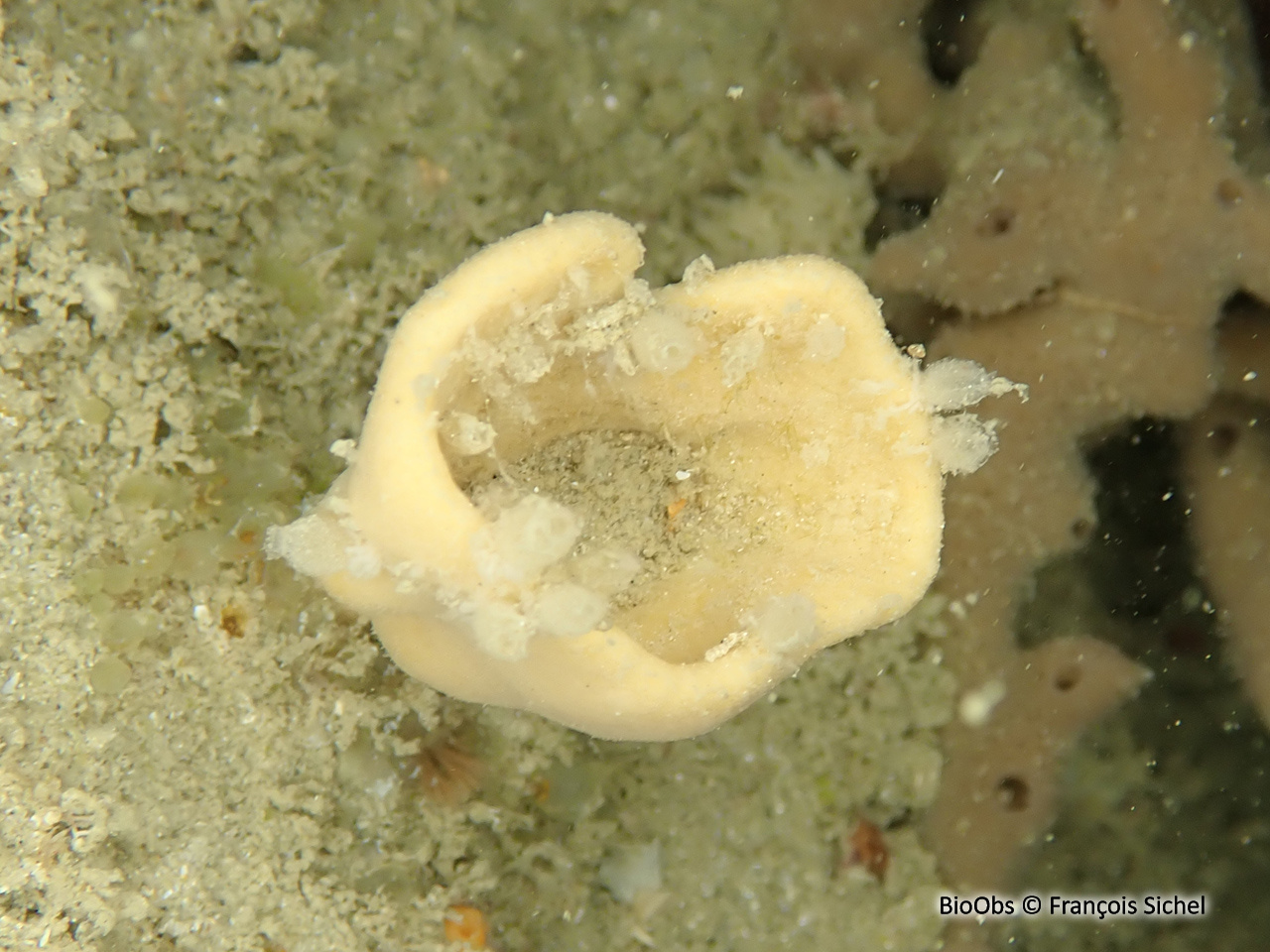 Axinelle entonnoir - Axinella infundibuliformis - François Sichel - BioObs