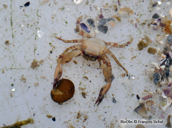 Crabe porcelaine à longues pinces - Pisidia longicornis - François Sichel - BioObs