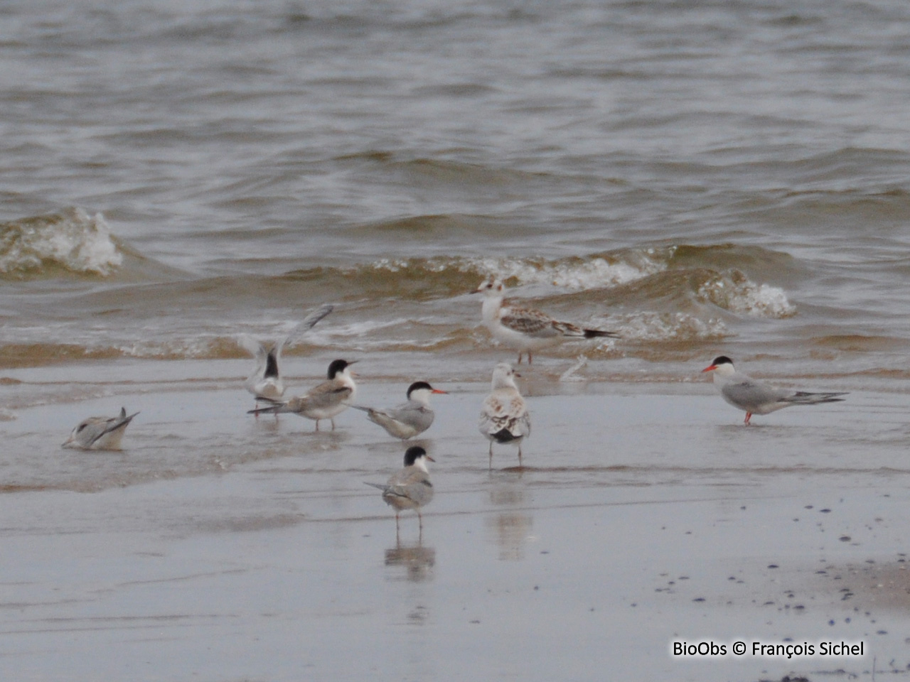 Sterne pierregarin - Sterna hirundo - François Sichel - BioObs