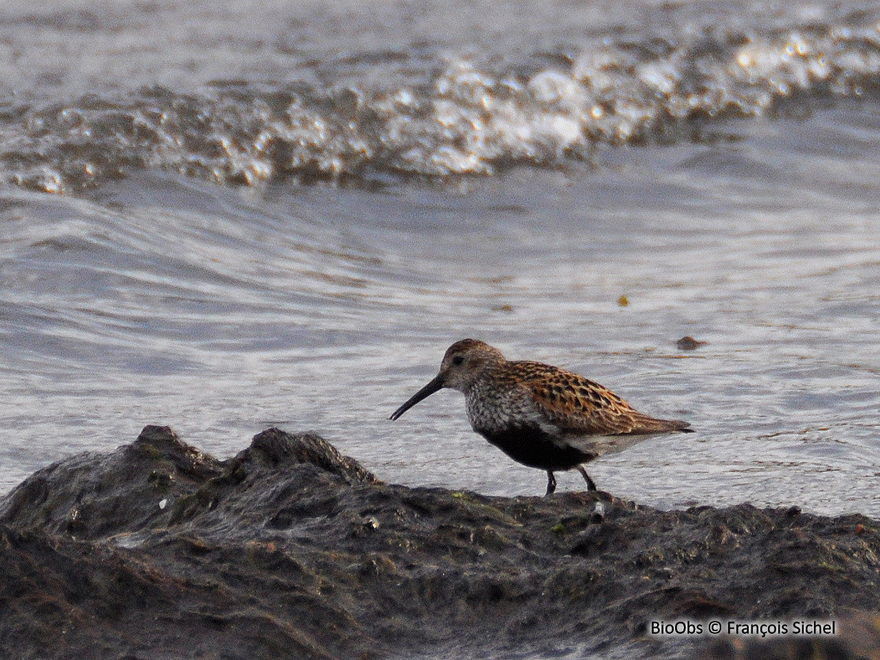 Bécasseau variable - Calidris alpina - François Sichel - BioObs