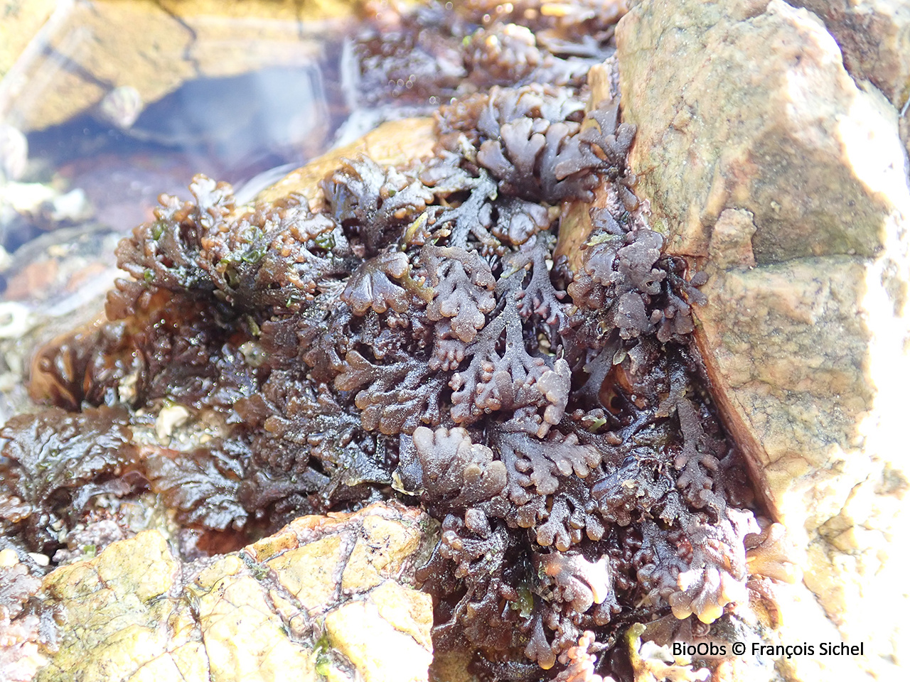 Dulse poivrée - Osmundea pinnatifida - François Sichel - BioObs