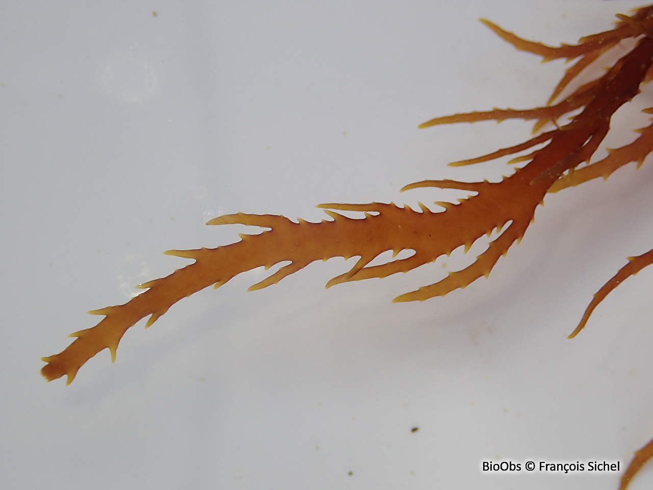 Algue à crinière - Calliblepharis jubata - François Sichel - BioObs