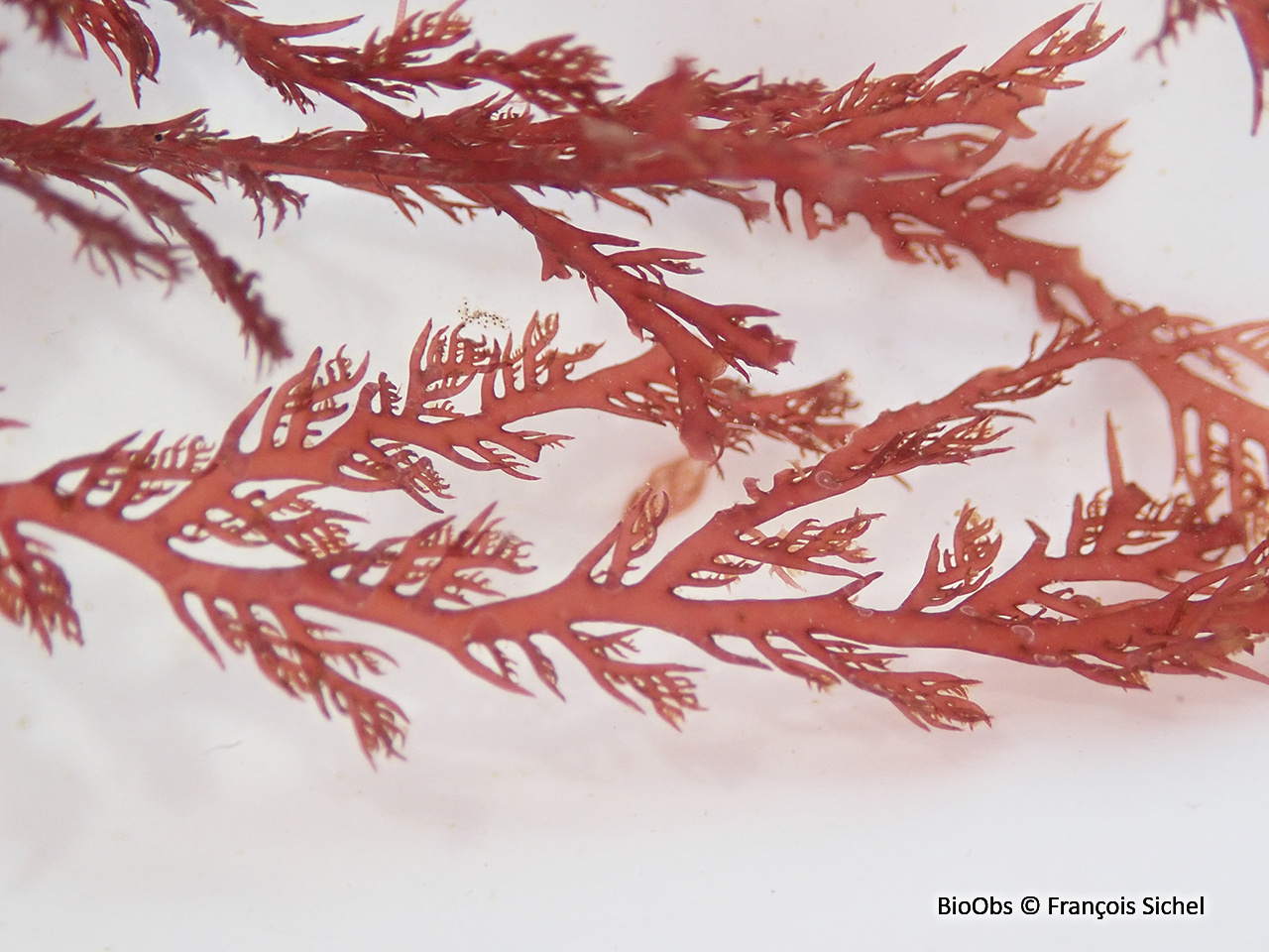 Plocamium cartilagineux - Plocamium cartilagineum - François Sichel - BioObs