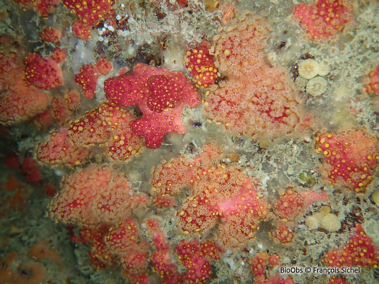 Alcyon encroûtant - Alcyonium coralloides - François Sichel - BioObs