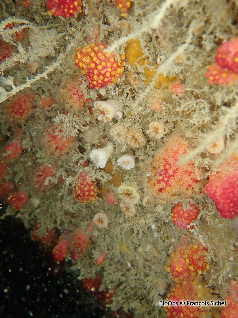 Madrepore dent de chien - Caryophyllia (Caryophyllia) smithii - François Sichel - BioObs