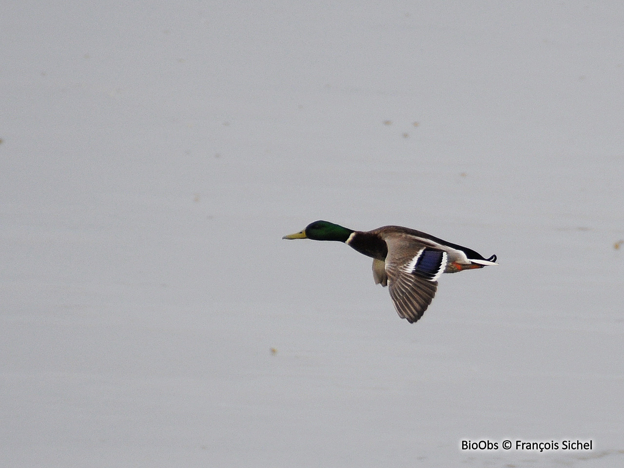 Canard colvert - Anas platyrhynchos - François Sichel - BioObs