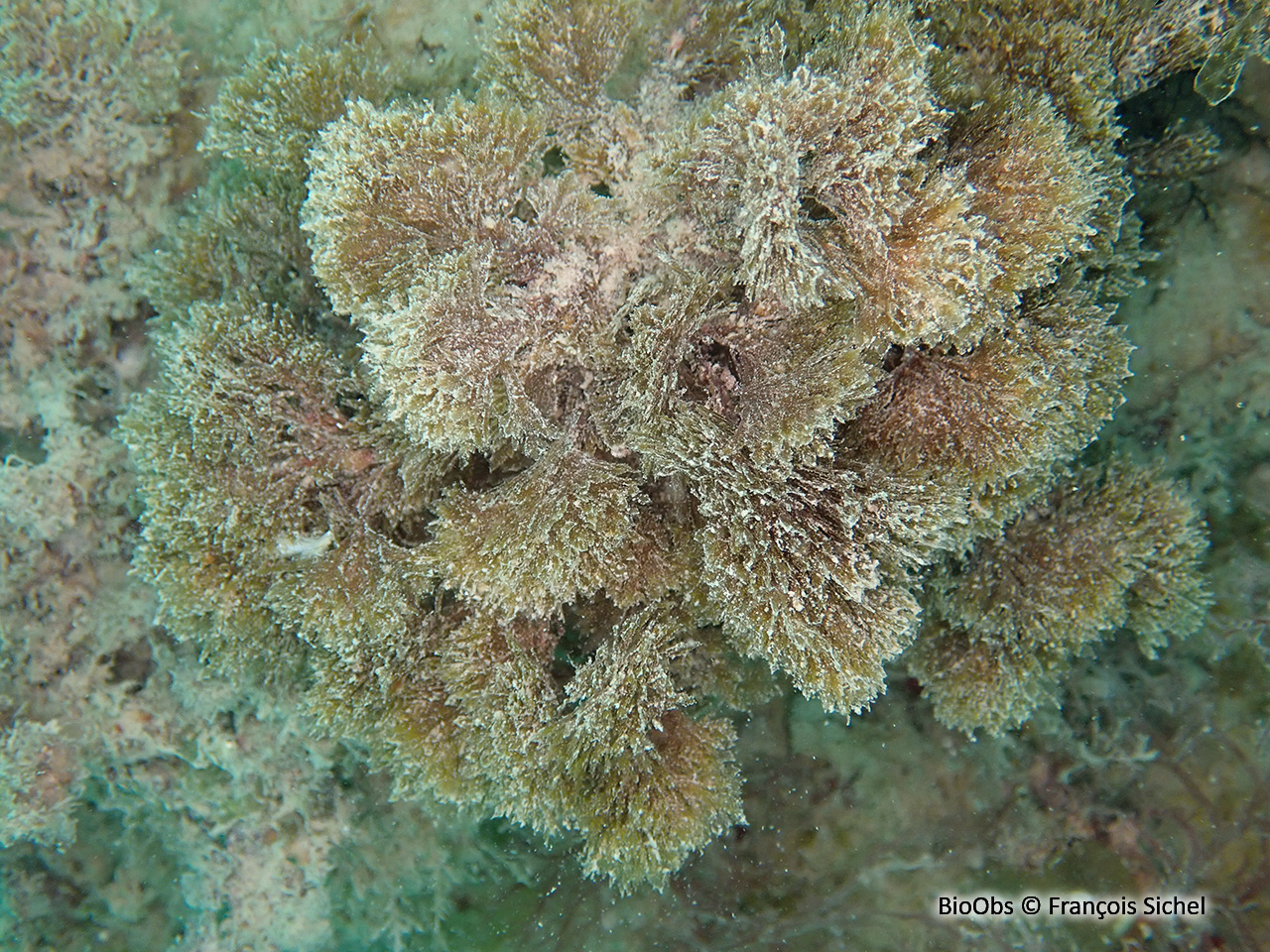 Algue balai - Halopteris scoparia - François Sichel - BioObs