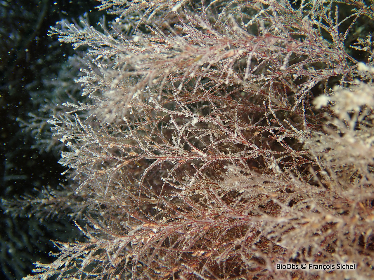 Hydraire chevelu - Amphisbetia operculata - François Sichel - BioObs