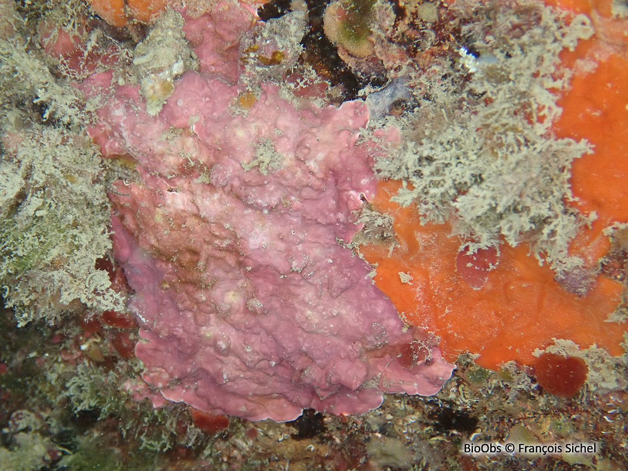 Algue encroûtante rouge de Lenormand - Phymatolithon lenormandii - François Sichel - BioObs