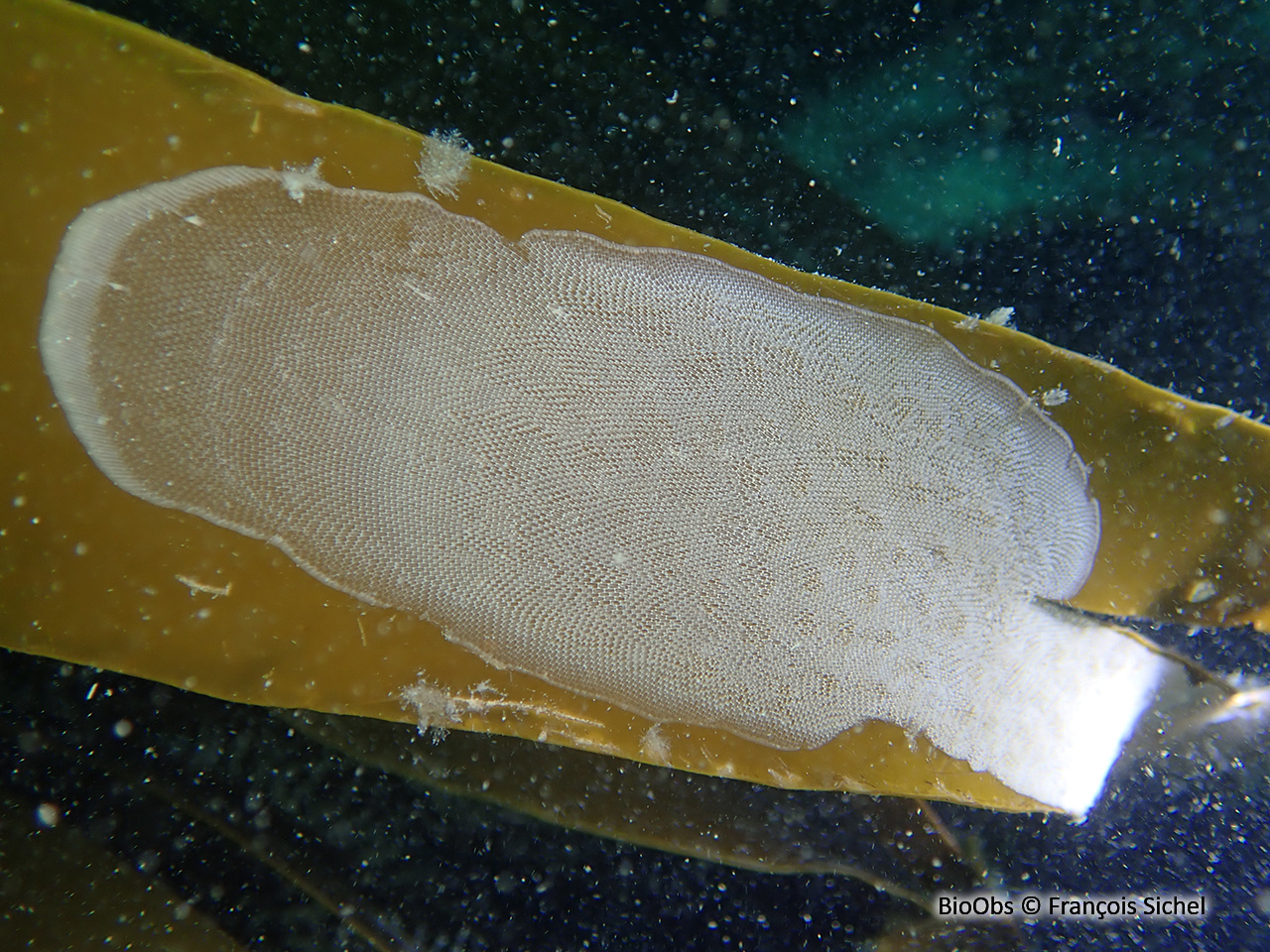 Membranipore - Membranipora membranacea - François Sichel - BioObs