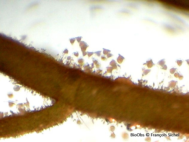 Vorticellidés - Vorticellidae sp. - François Sichel - BioObs