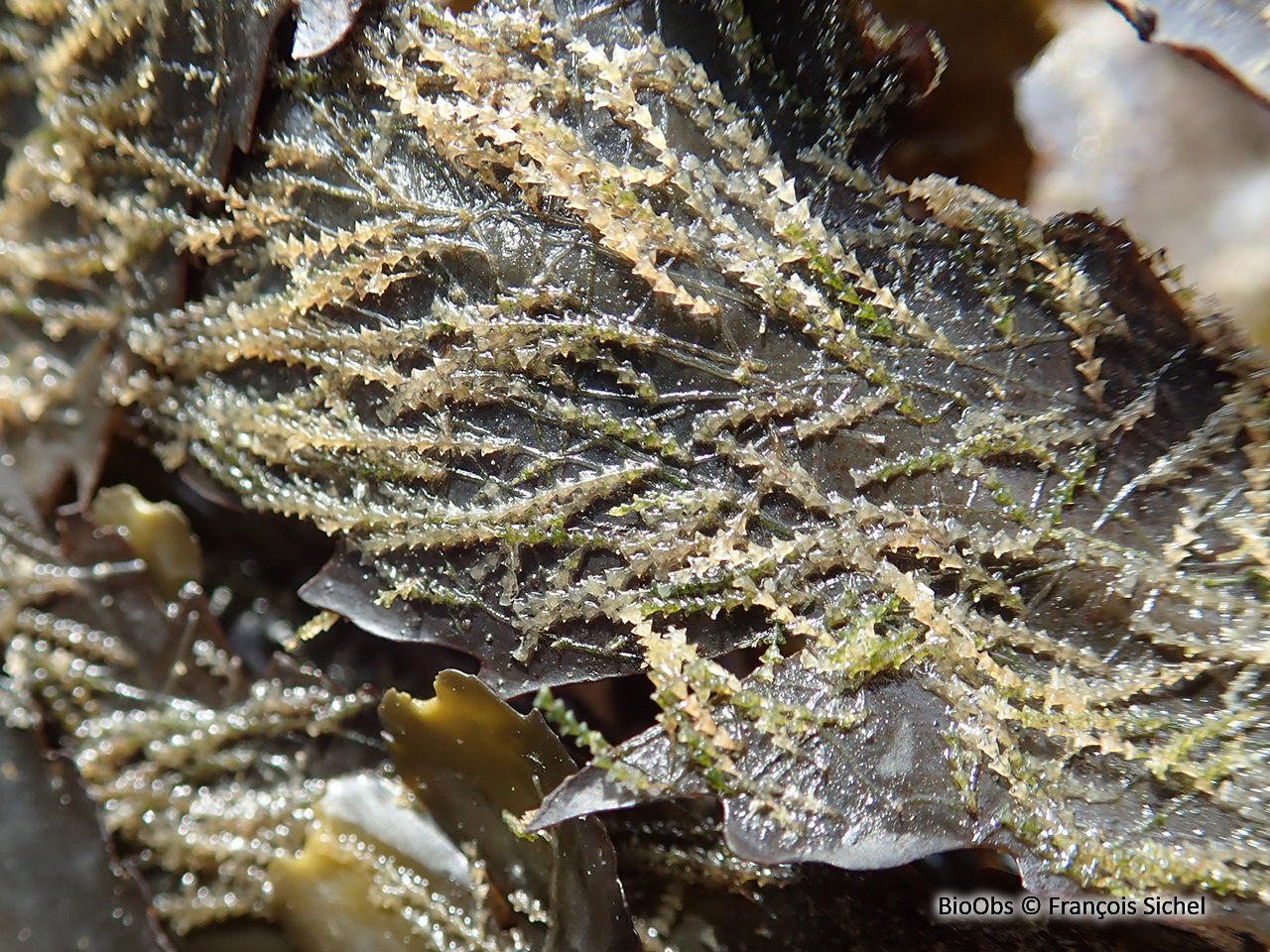 Petite dynamène - Dynamena pumila - François Sichel - BioObs