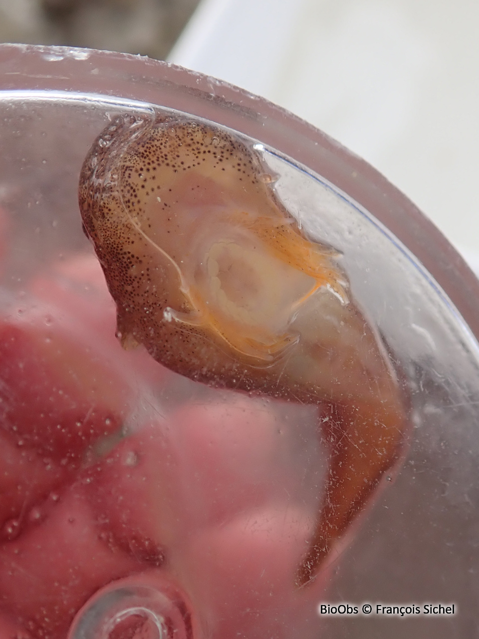 Petite limace de mer - Liparis montagui - François Sichel - BioObs