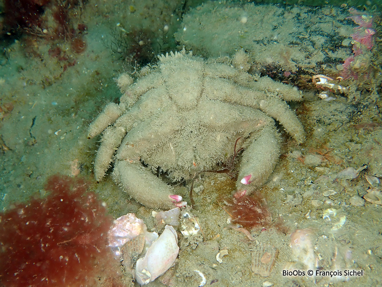 Dromie, petit crabe - Dromia personata - François Sichel - BioObs