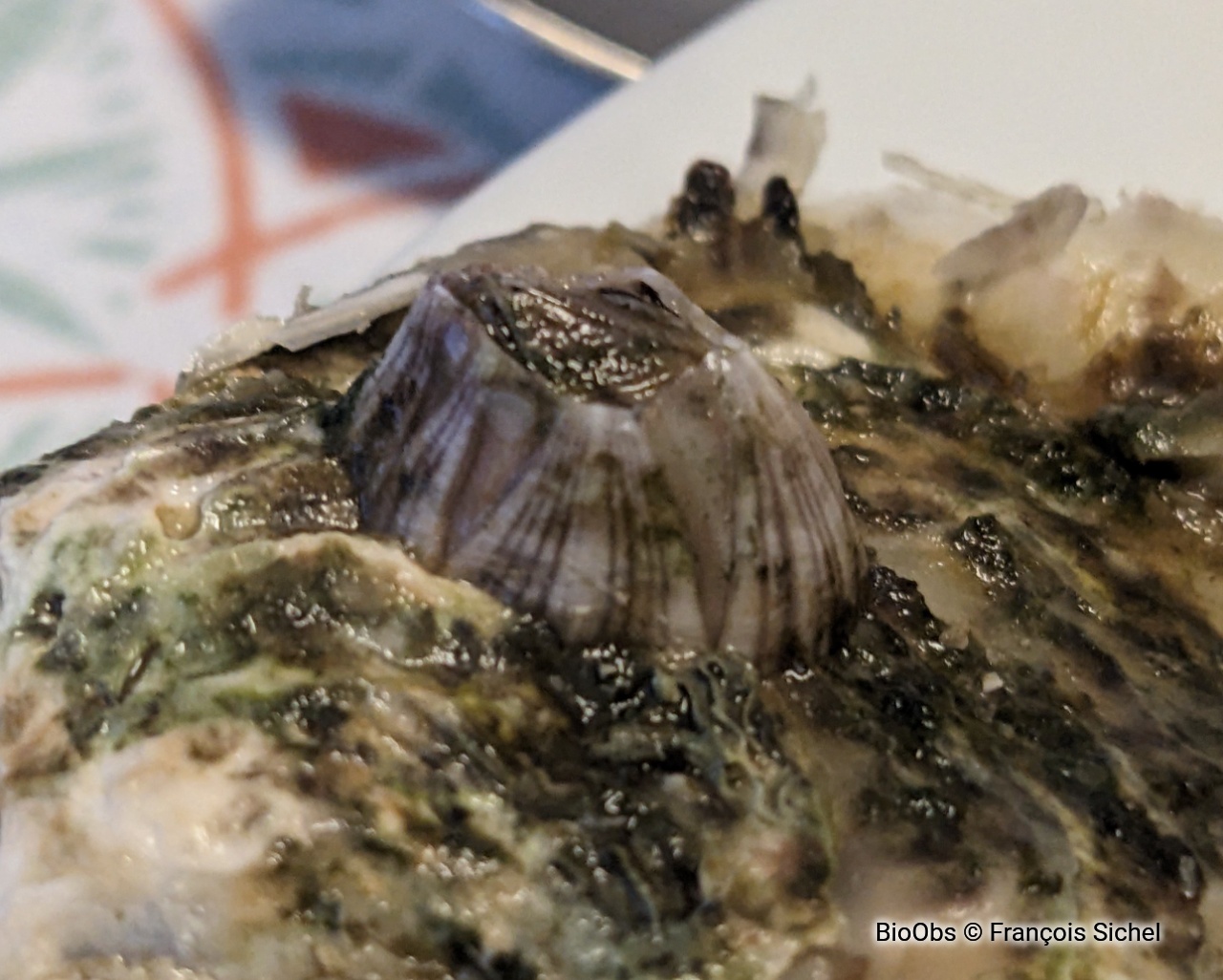 Balane rayée - Amphibalanus amphitrite - François Sichel - BioObs