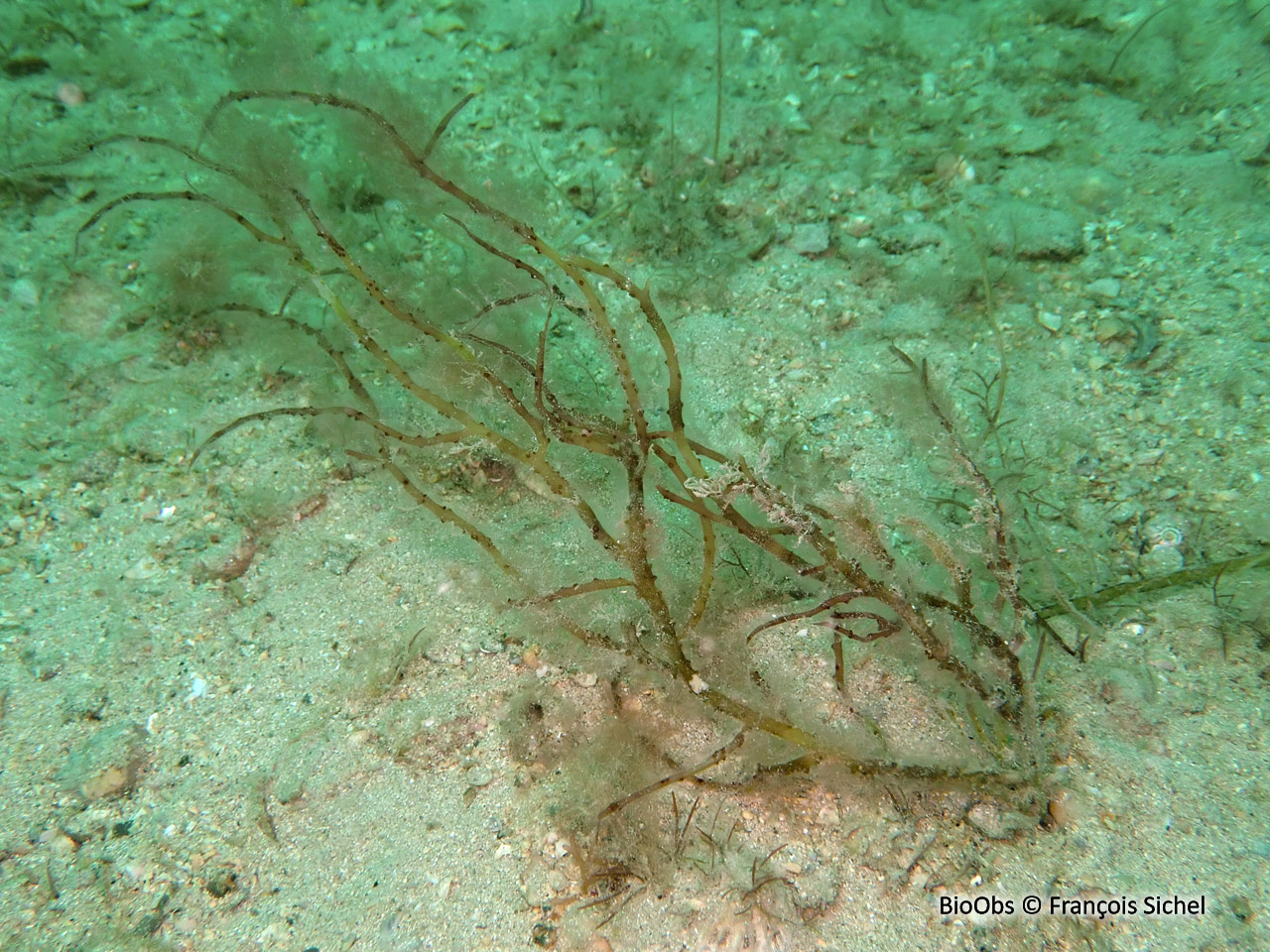 Gracilaire bourse de berger - Gracilaria bursa-pastoris - François Sichel - BioObs