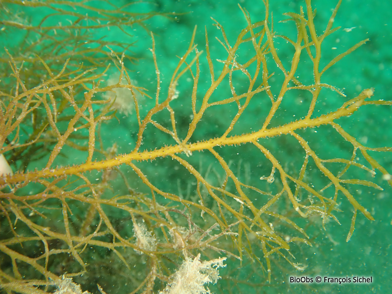Cystoseire de manche atlantique - Cystoseira spp - François Sichel - BioObs
