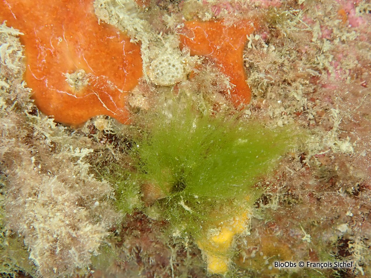 Cladophore - Cladophora sp. - François Sichel - BioObs
