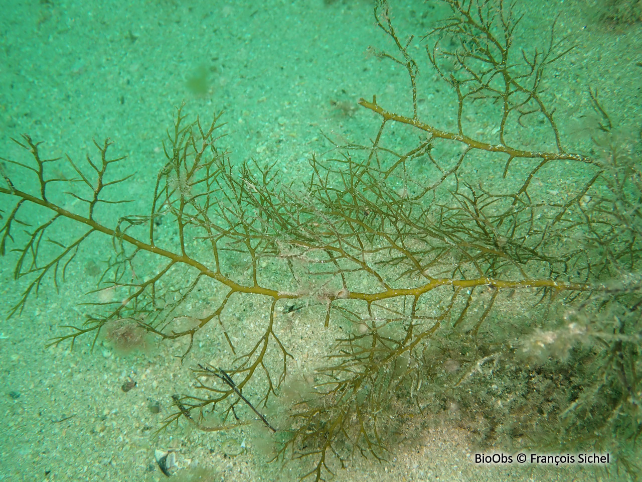 Cystoseire de manche atlantique - Cystoseira spp - François Sichel - BioObs