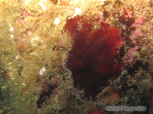 Algue velours rouge - Hildenbrandia rubra - François Sichel - BioObs