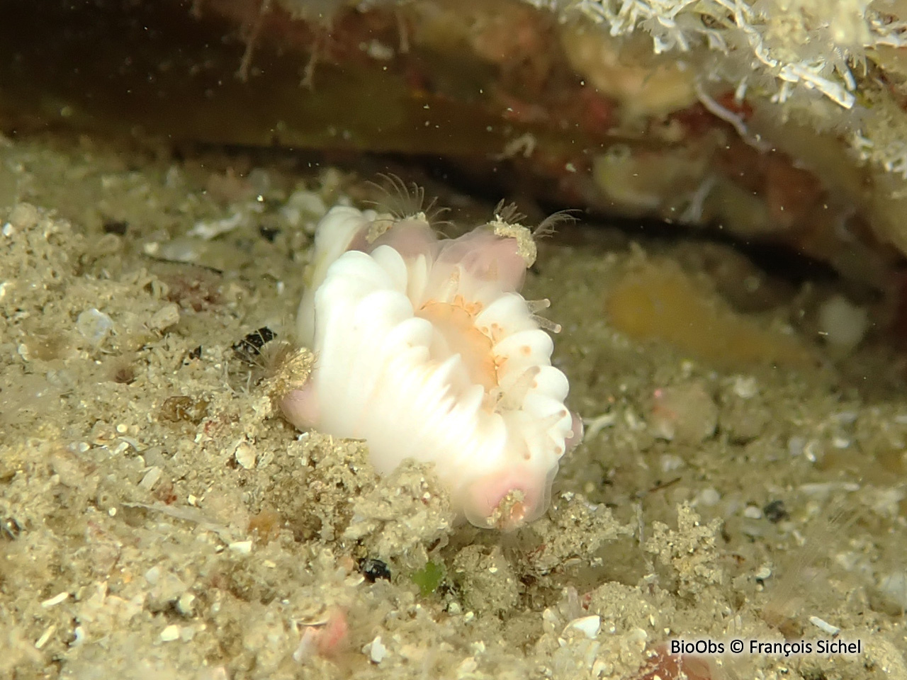 Balane du madrépore oeillet - Adna anglica - François Sichel - BioObs