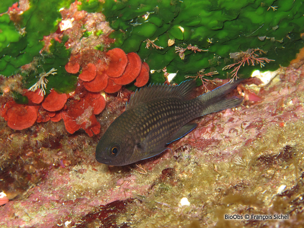 Castagnole - Chromis chromis - François Sichel - BioObs