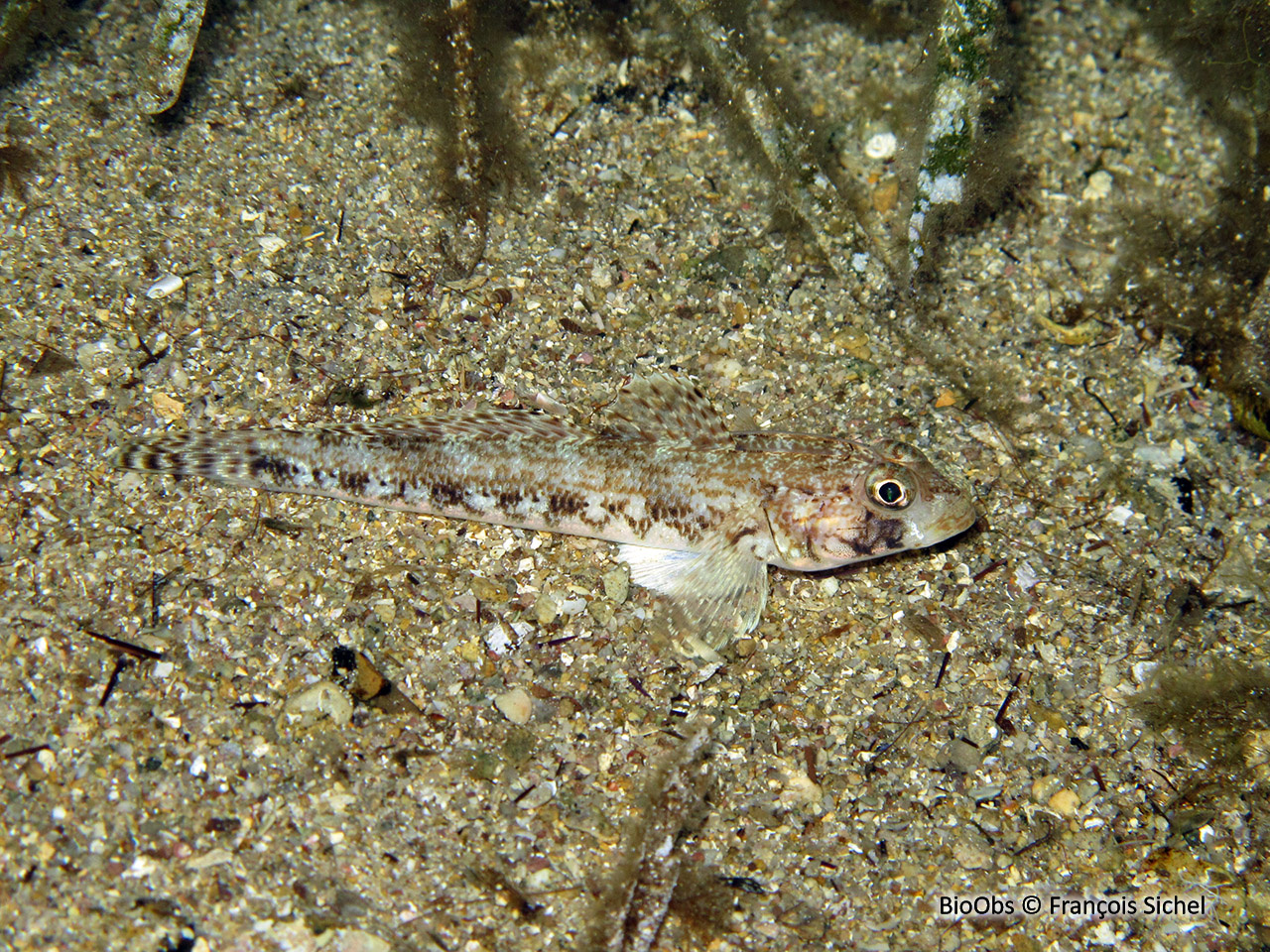 Gobie svelte - Gobius geniporus - François Sichel - BioObs