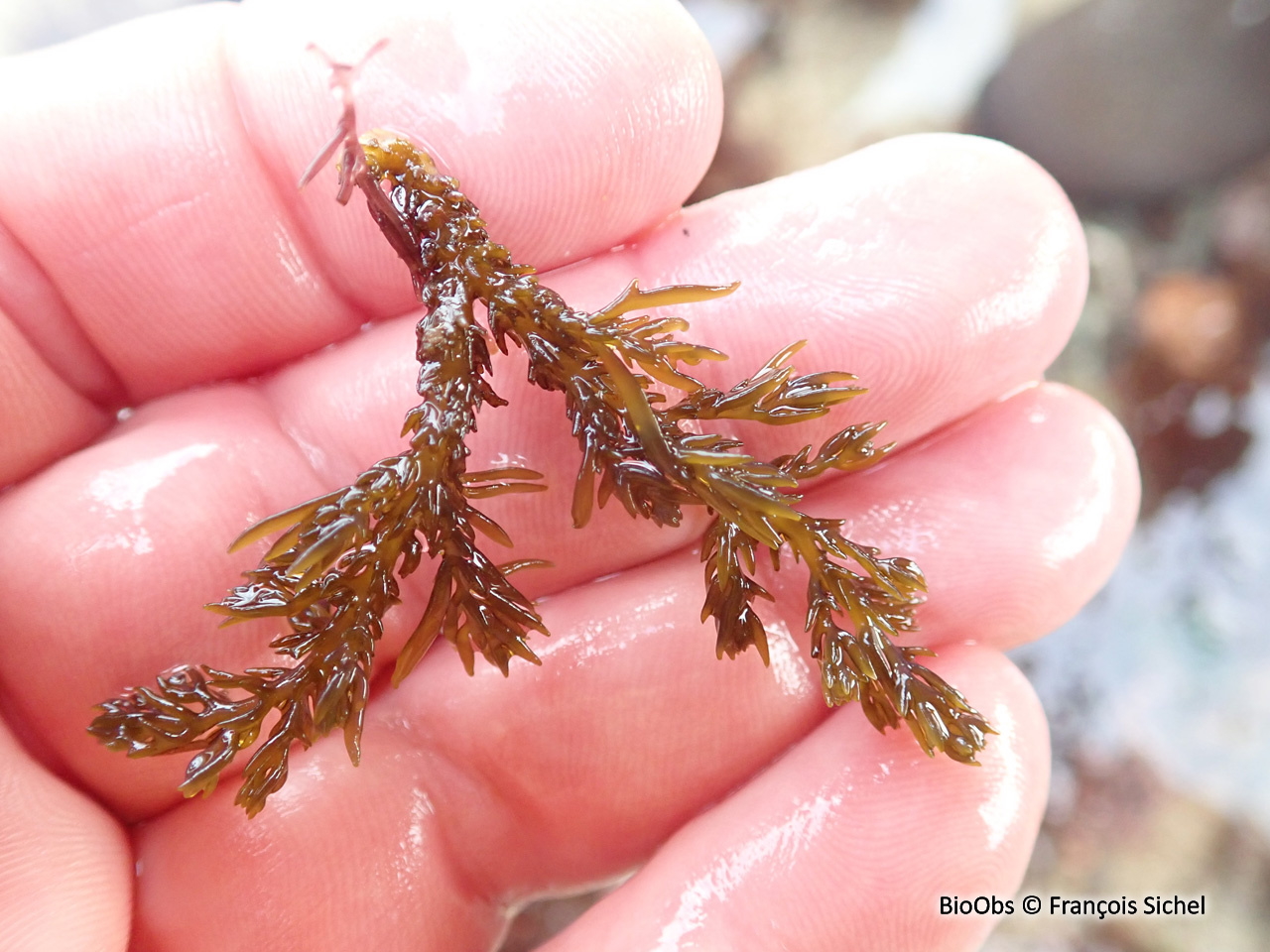 Cystoseire bleue - Ericaria selaginoides - François Sichel - BioObs