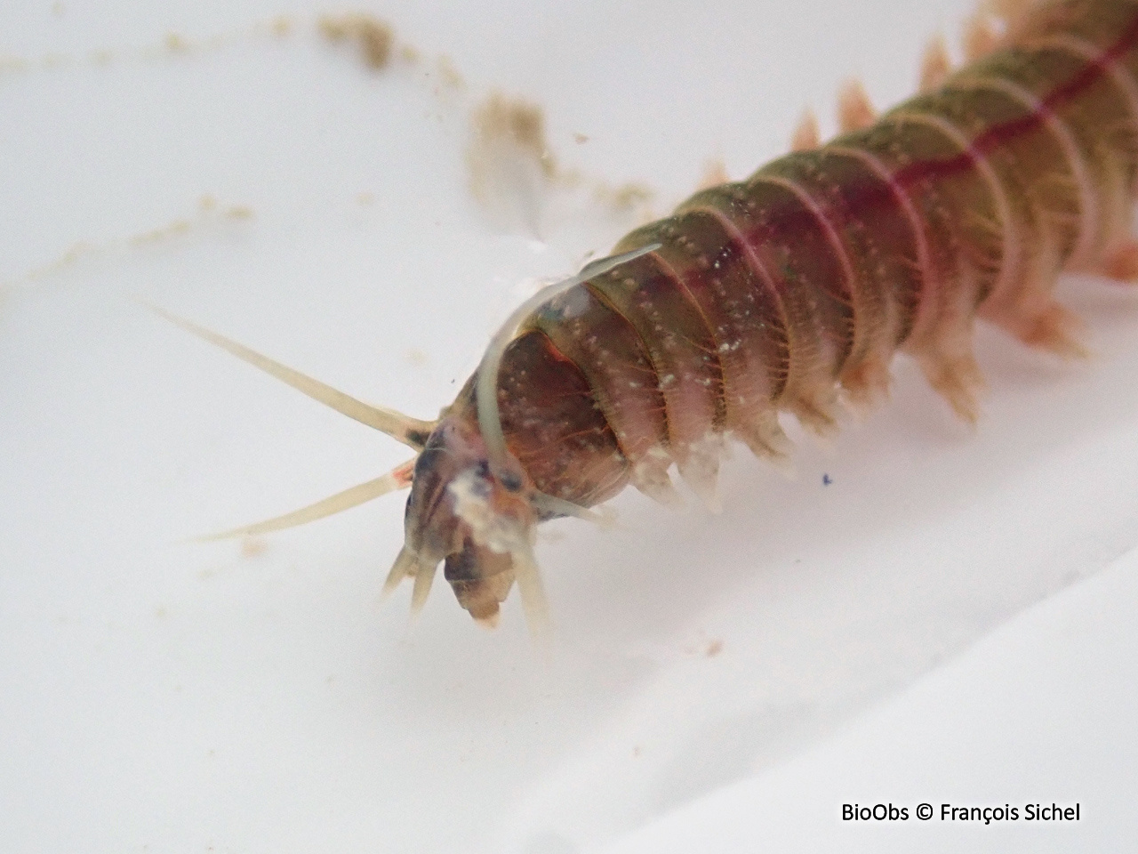 Néréis multicolore - Hediste diversicolor - François Sichel - BioObs